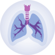 Système Respiratoire  Association pulmonaire du Canada